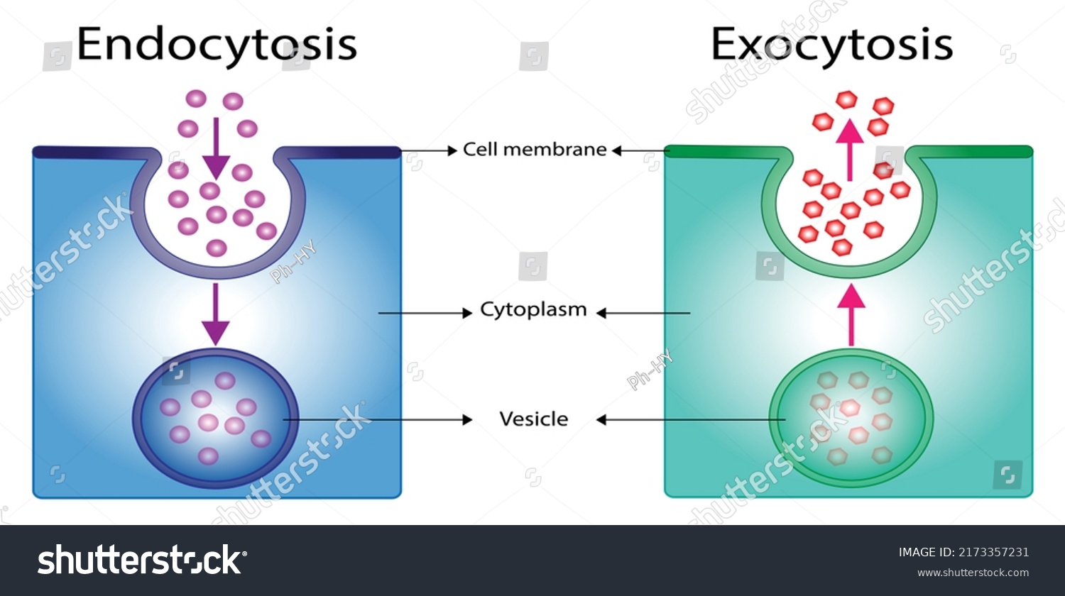 Difference Between Exocytosis Endocytosis Cellular Transport Stock ...