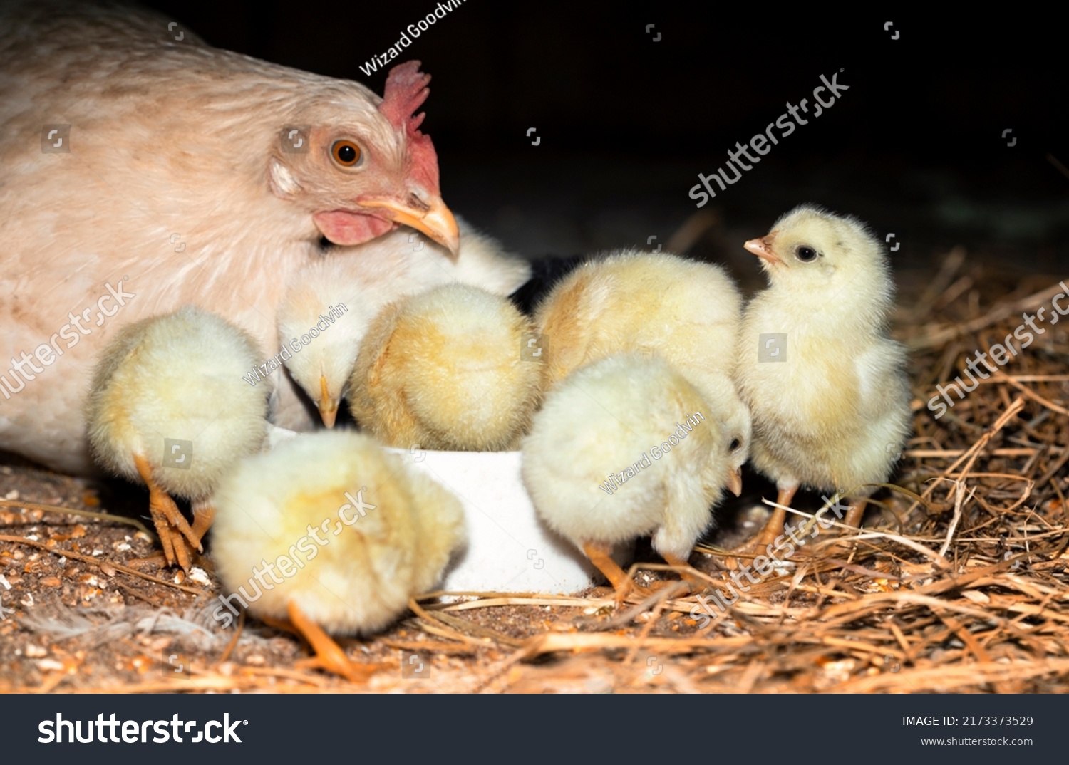 One Day Old Chickens White Hen Stock Photo 2173373529 