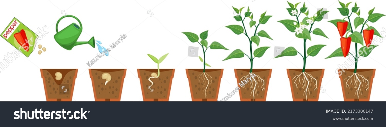 Life Cycle Pepper Plant Growth Stages: vetor stock (livre de direitos