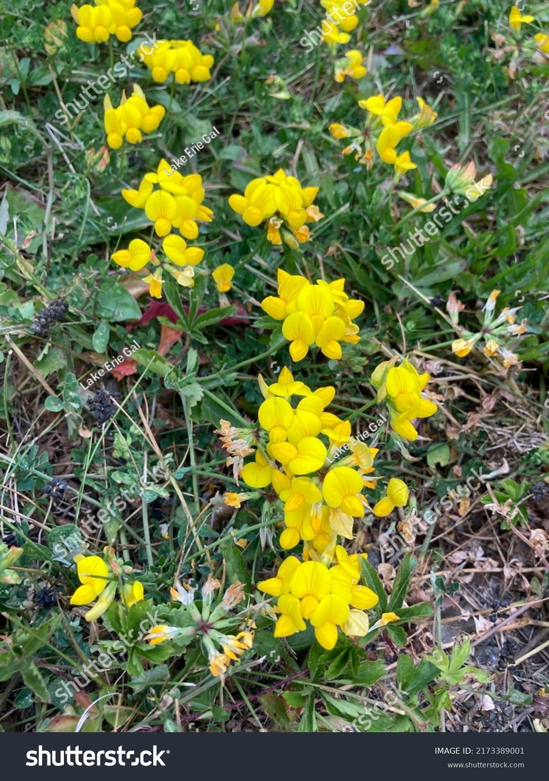 Common Name Birdsfoot Trefoil Scientific Name Stock Photo 2173389001 ...