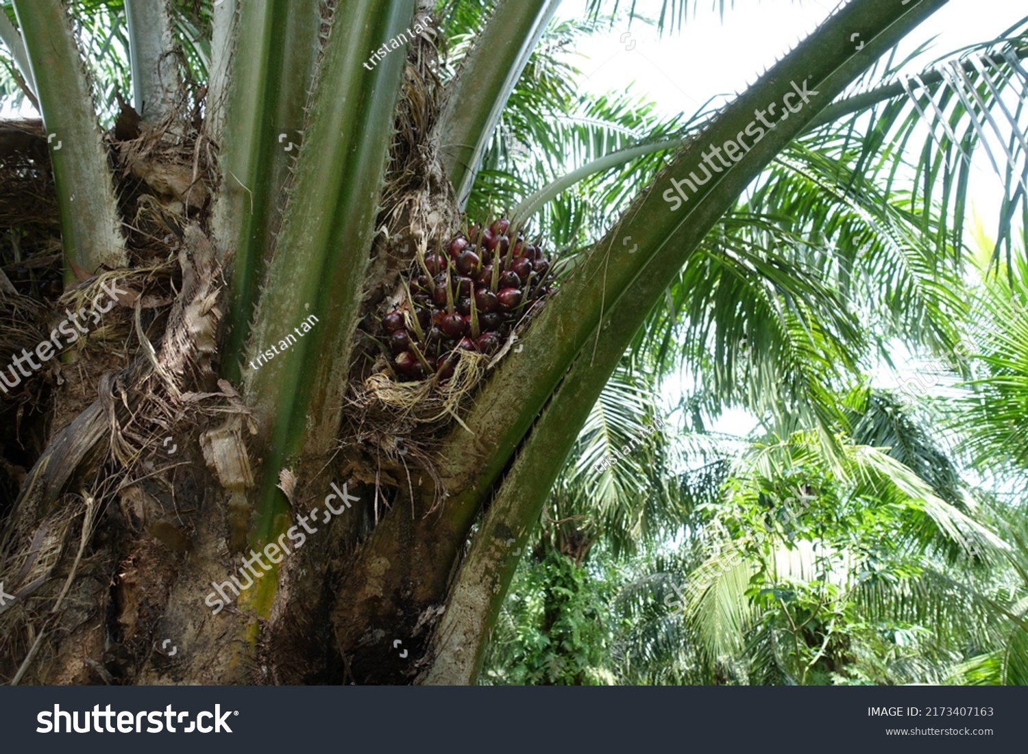 African Oil Palmelaeis Guineensis Oil Palm Stock Photo 2173407163 ...