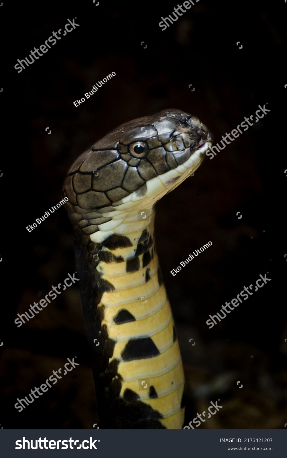 King Cobra Ophiophagus Hannah Venomous Snake Stock Photo 2173421207 ...