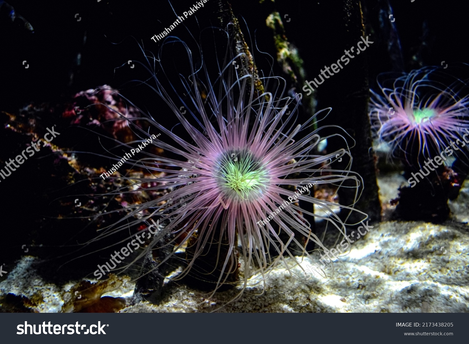 Colourful Brooding Sea Anemone Epiactis Prolifera Stock Photo ...