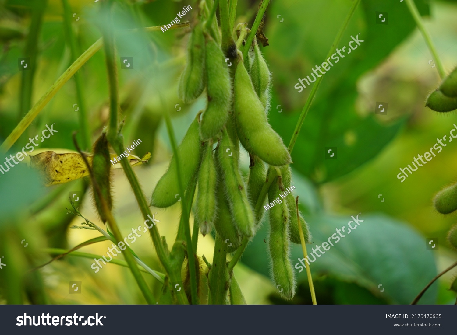 Soybean Called Soya Bean Soy Bean Stock Photo 2173470935 Shutterstock