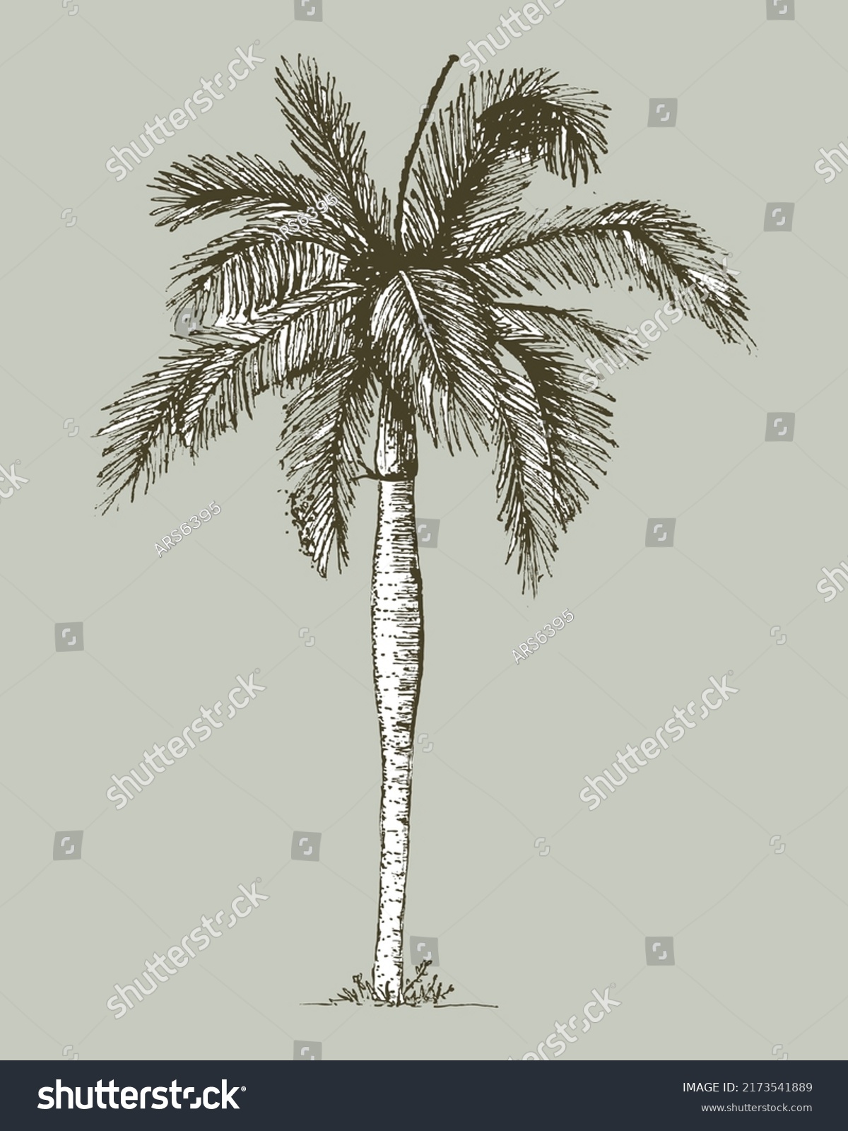 Hand Drawn Portrait Palm Tree Drawing Stock Vector (Royalty Free ...