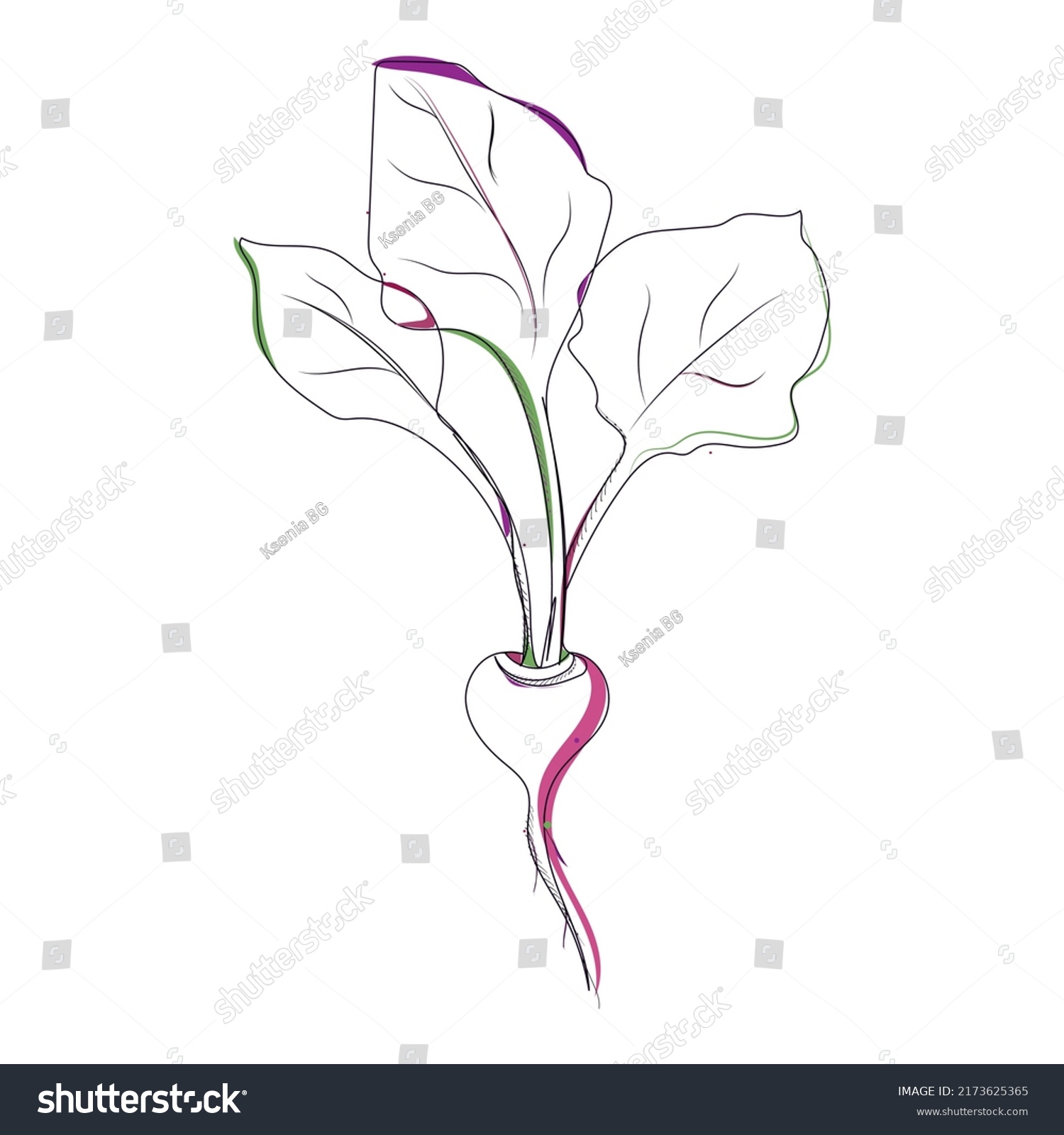 Linear Drawing Beets Vector Illustration Red Stock Vector (Royalty Free