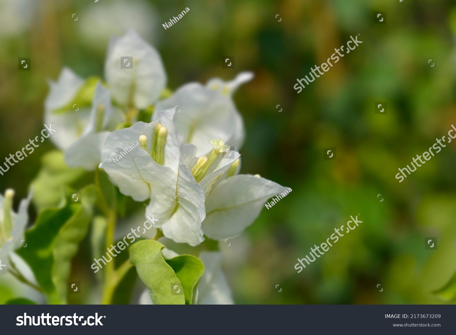 White Bougainvillea Altanova Pyramid Flowers Stock Photo 2173673209 ...