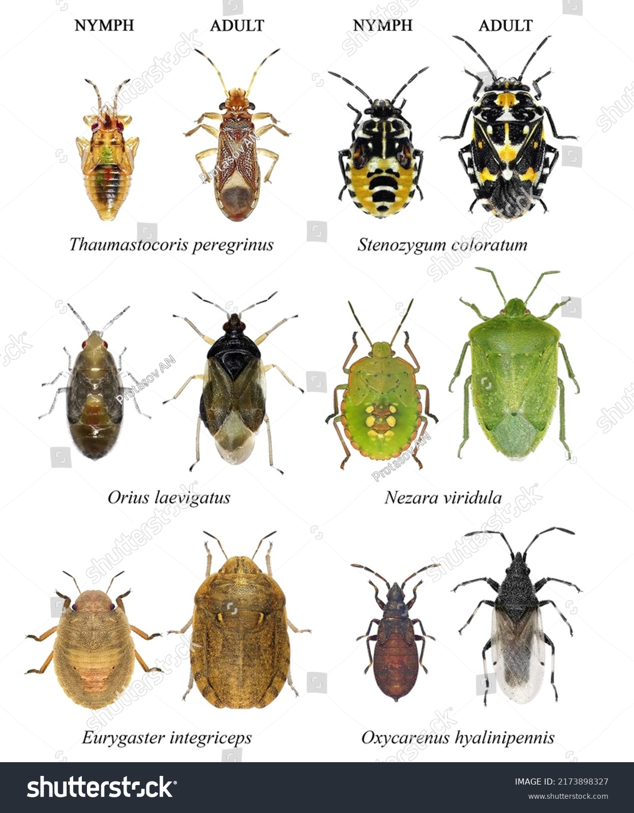 Bug Species Mediterranean Region Insects Order Stock Photo 2173898327 ...