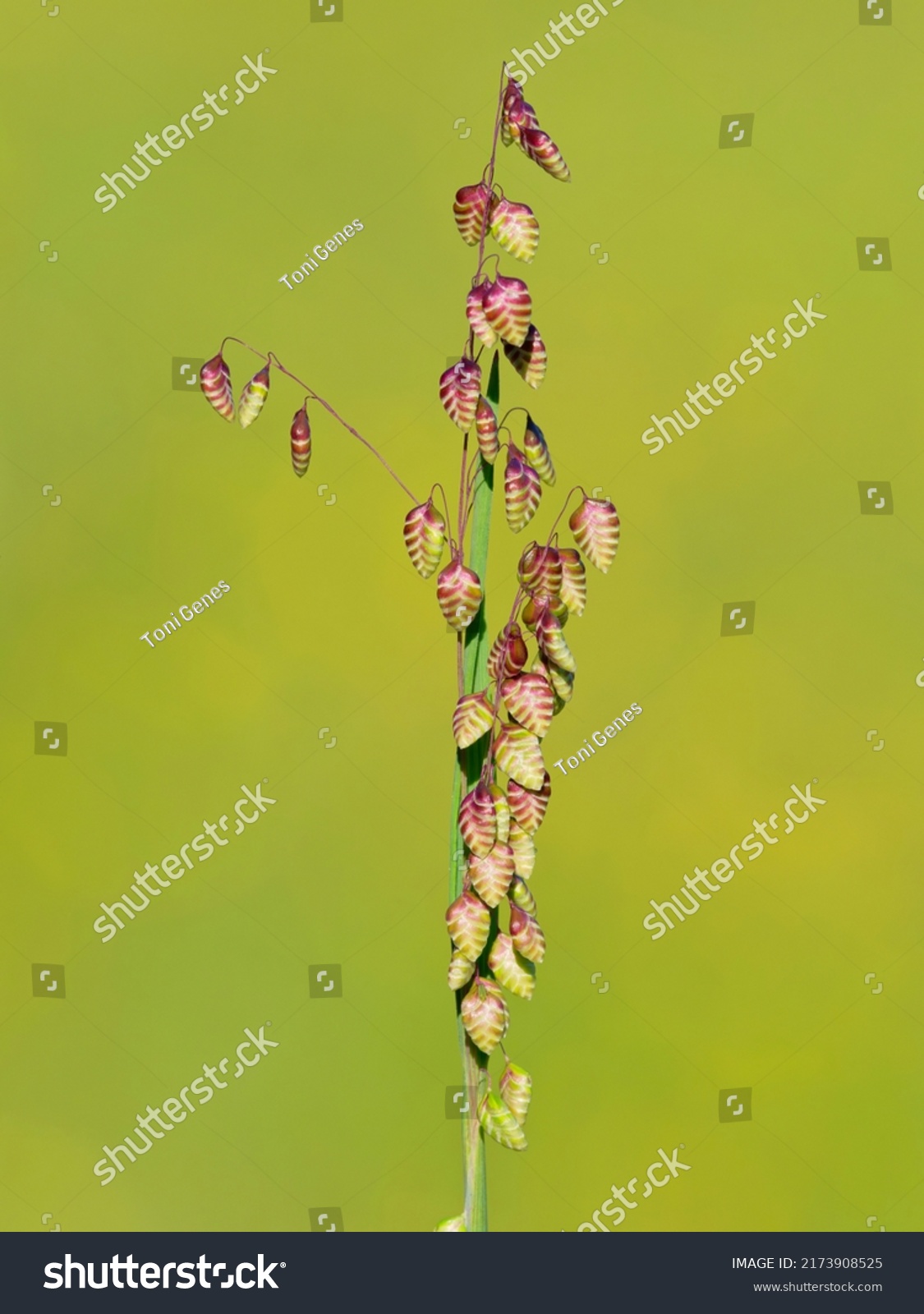 Lithospermum Purpurocaeruleum Known Buglossoides Purpurocaeruleum Aegonychon写真素材 Shutterstock