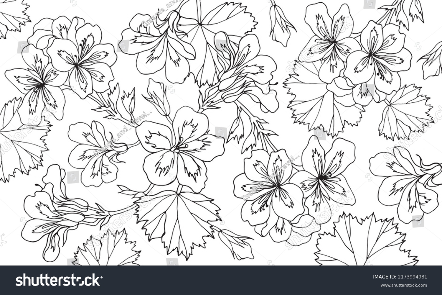 Geranium Flowers Leaves Pelargonium Drawing Vector Stock Vector ...