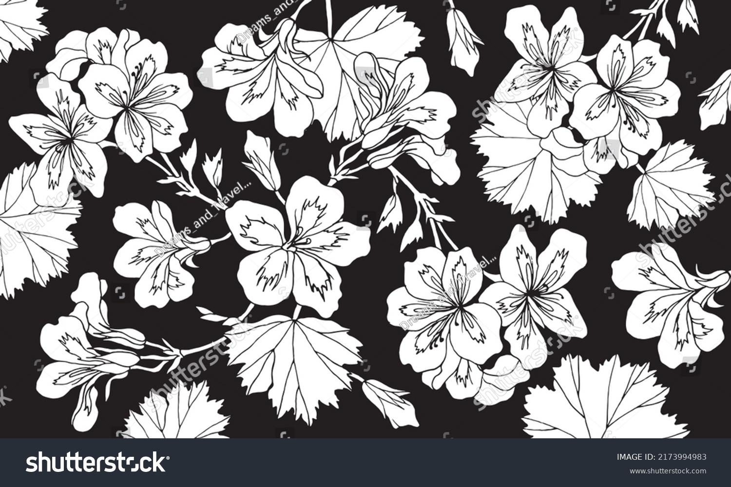 Geranium Flowers Leaves Pelargonium Drawing Vector Stock Vector ...