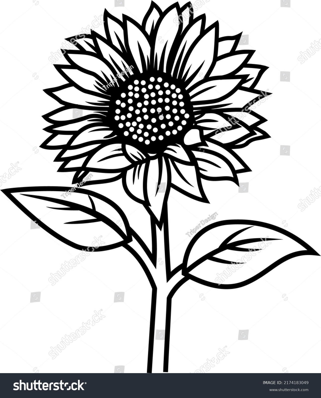 Sunflower Vector Line Art Black White Stock Vector (Royalty Free