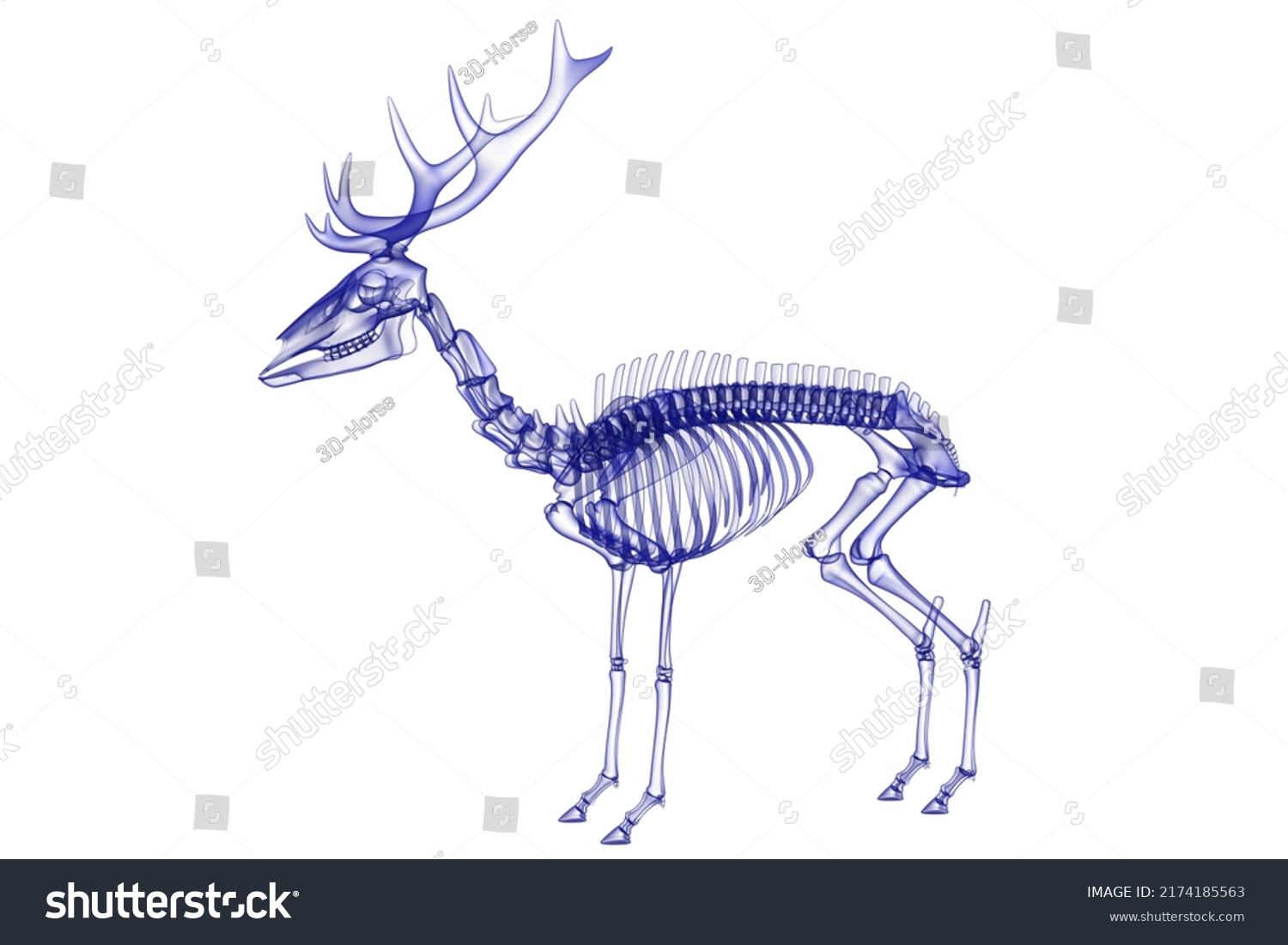 deer skeleton