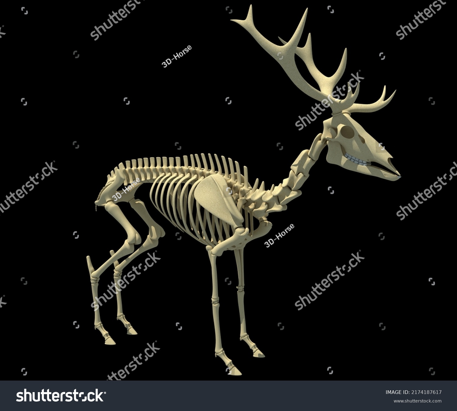 1,856 imágenes de Deer skeleton anatomy Imágenes, fotos y vectores de