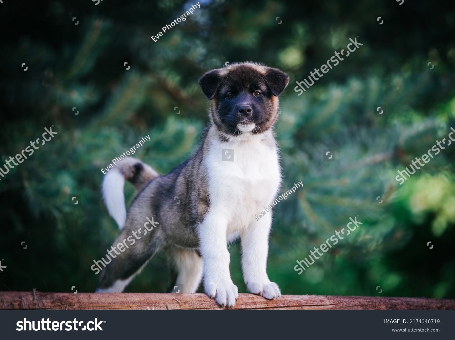 American Akita Cute Puppy Outside Beautiful Stock Photo 2174346719