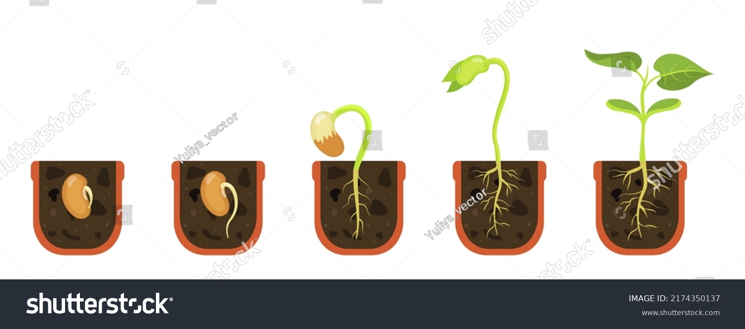 Germination Seed Flower Pot Sprout Soil Stock Vector (Royalty Free ...