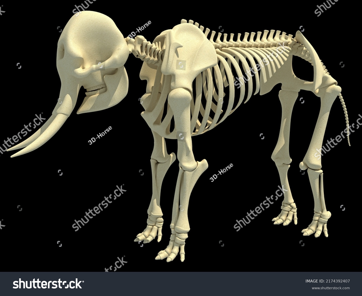 Elephant Skeleton Animal Anatomy 3d Rendering Stock Illustration ...