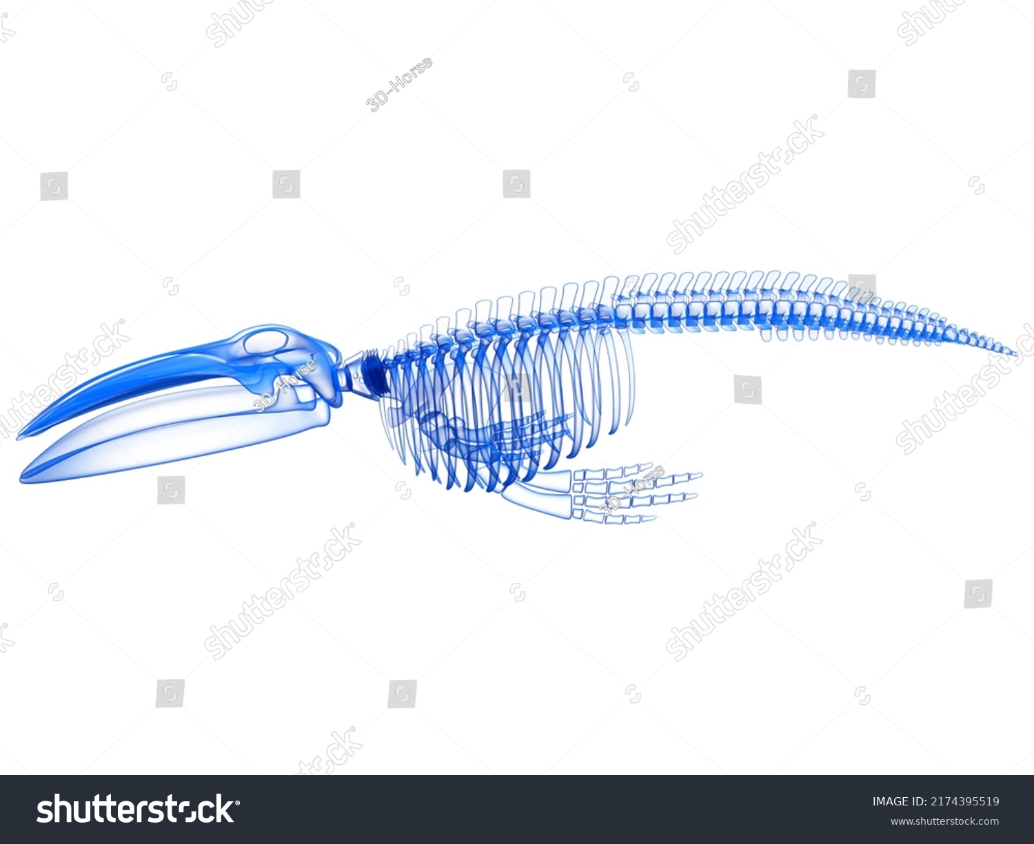 Blue Whale Skeleton Anatomy 3d Rendering Stock Illustration 2174395519 ...