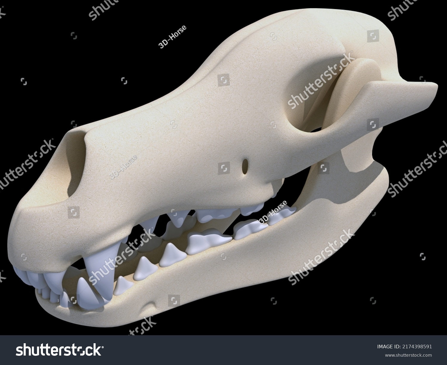 Dog Skull Anatomy Animal 3d Rendering Stock Illustration 2174398591 ...