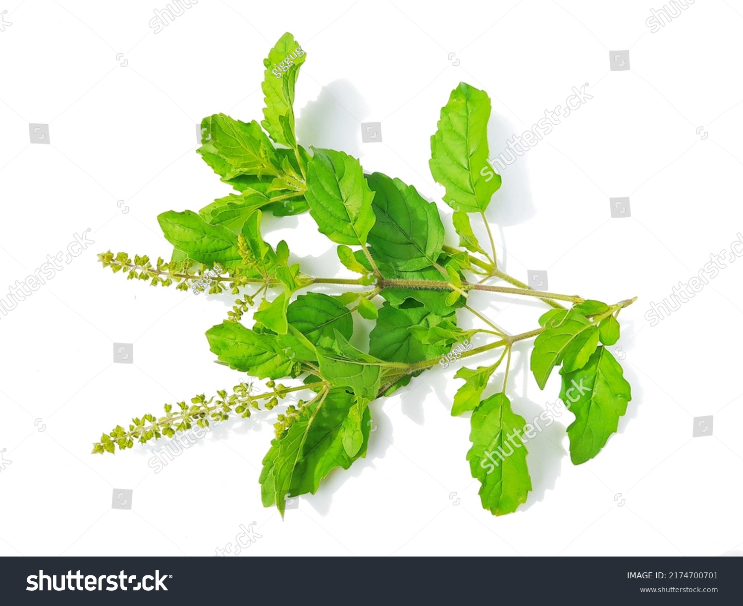 Holy Basil Tulsi Leaf Isolated On Stock Photo 2174700701 | Shutterstock