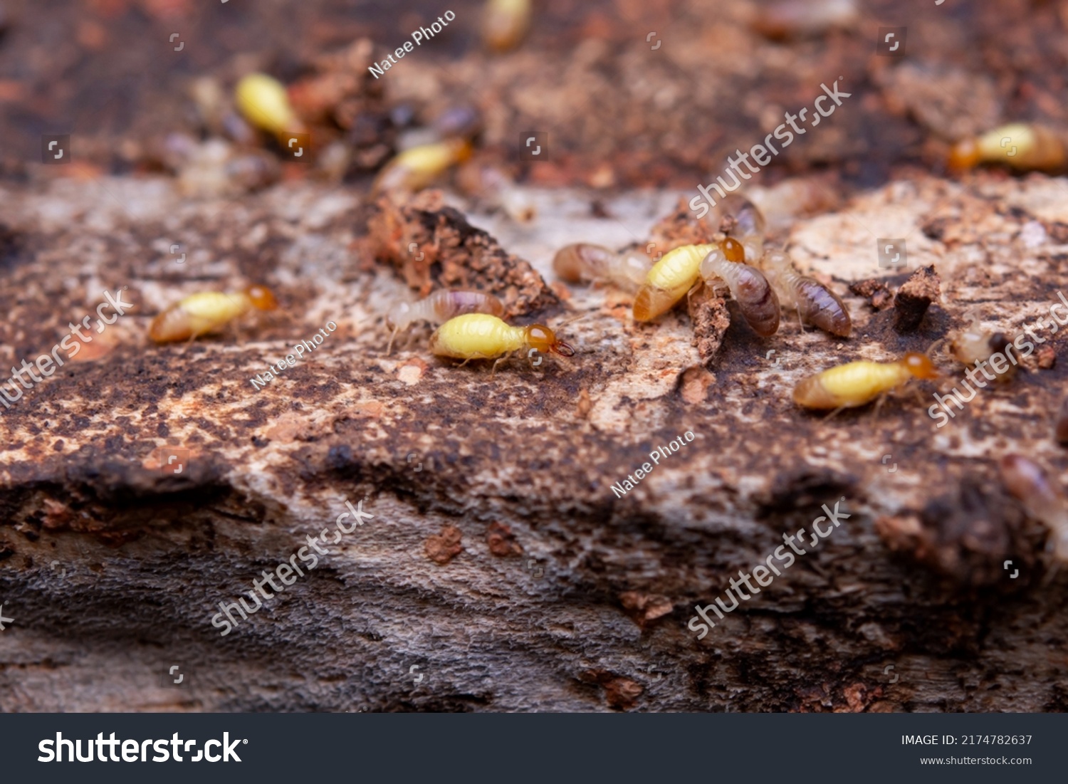 Termites Eat Wooden Planks Damage Wooden Stock Photo 2174782637 ...