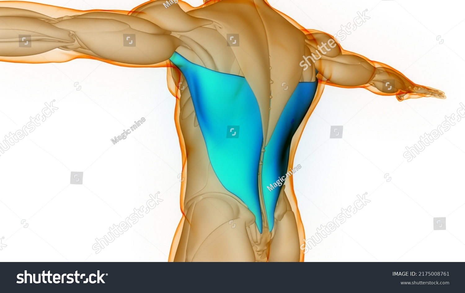 Human Muscular System Torso Muscles Latissimus Stock Illustration Shutterstock