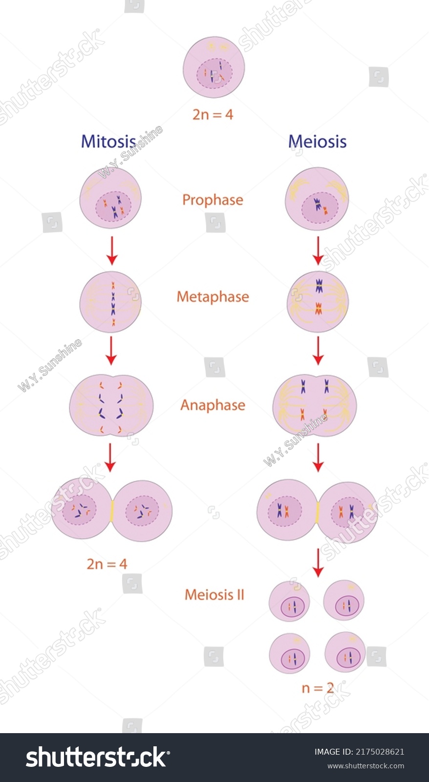 Education Diagram Cell Division Interphase Prophase Stock Illustration ...