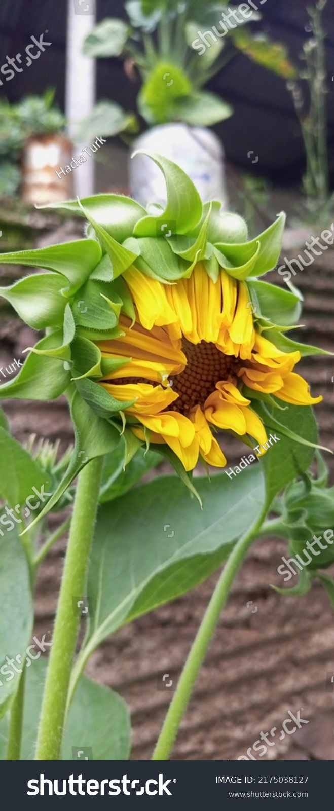 Stock Photo Sunflower With Blur Background In Chinese Culture Sunflowers Are Said To Mean Good Luck And 2175038127 