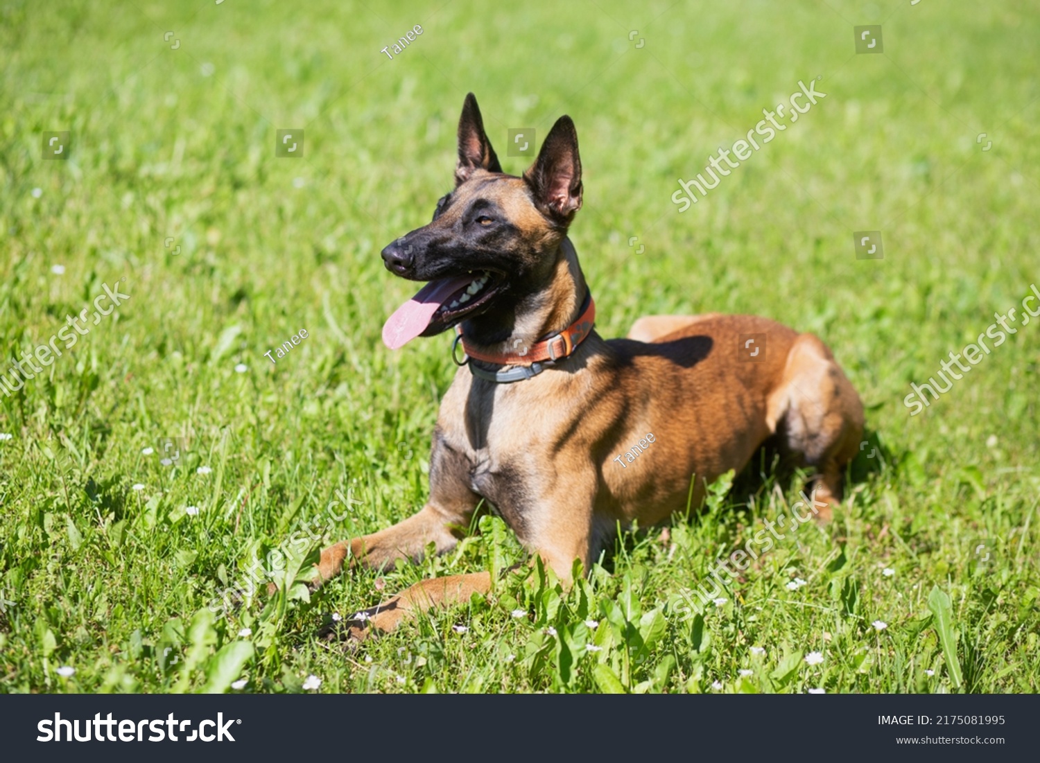 Belgian Malinois Shepherd Dog Malinua Training Stock Photo 2175081995 ...