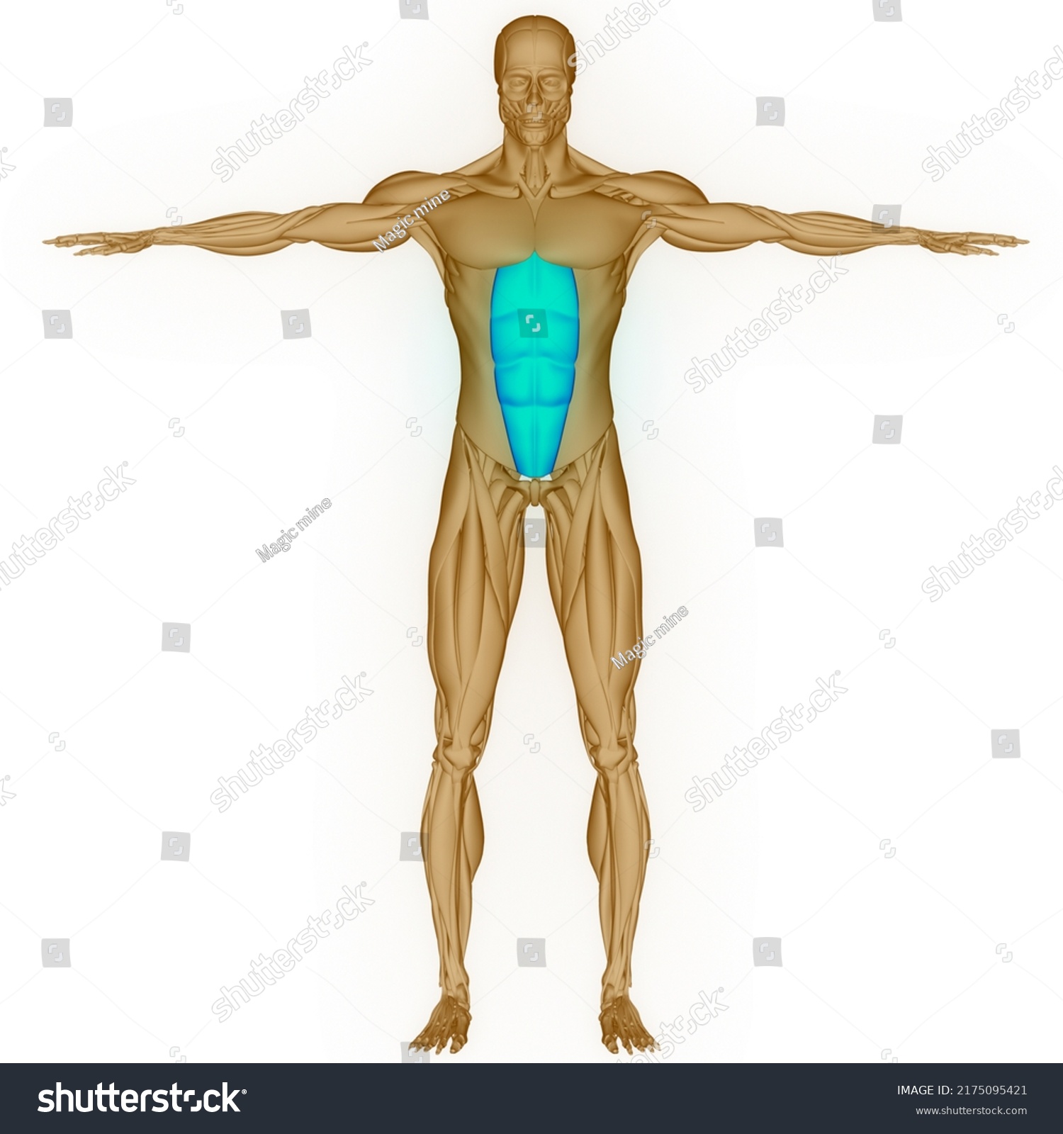 Human Muscular System Torso Muscles Rectus Stock Illustration ...