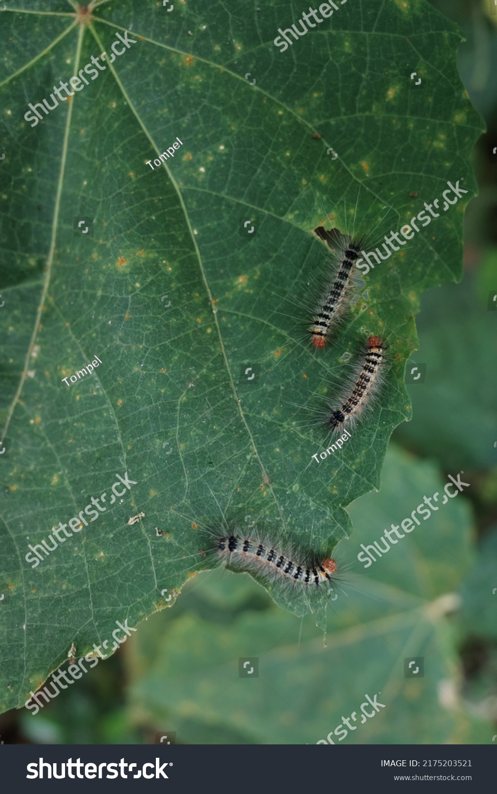 Pests Caterpillars That Damage Crops Stock Photo 2175203521 | Shutterstock