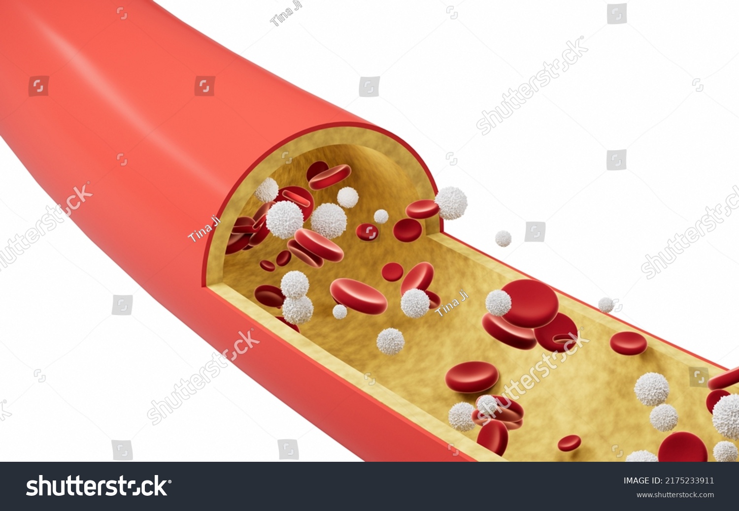 Red White Blood Cells Blood Vessels Stock Illustration 2175233911 ...