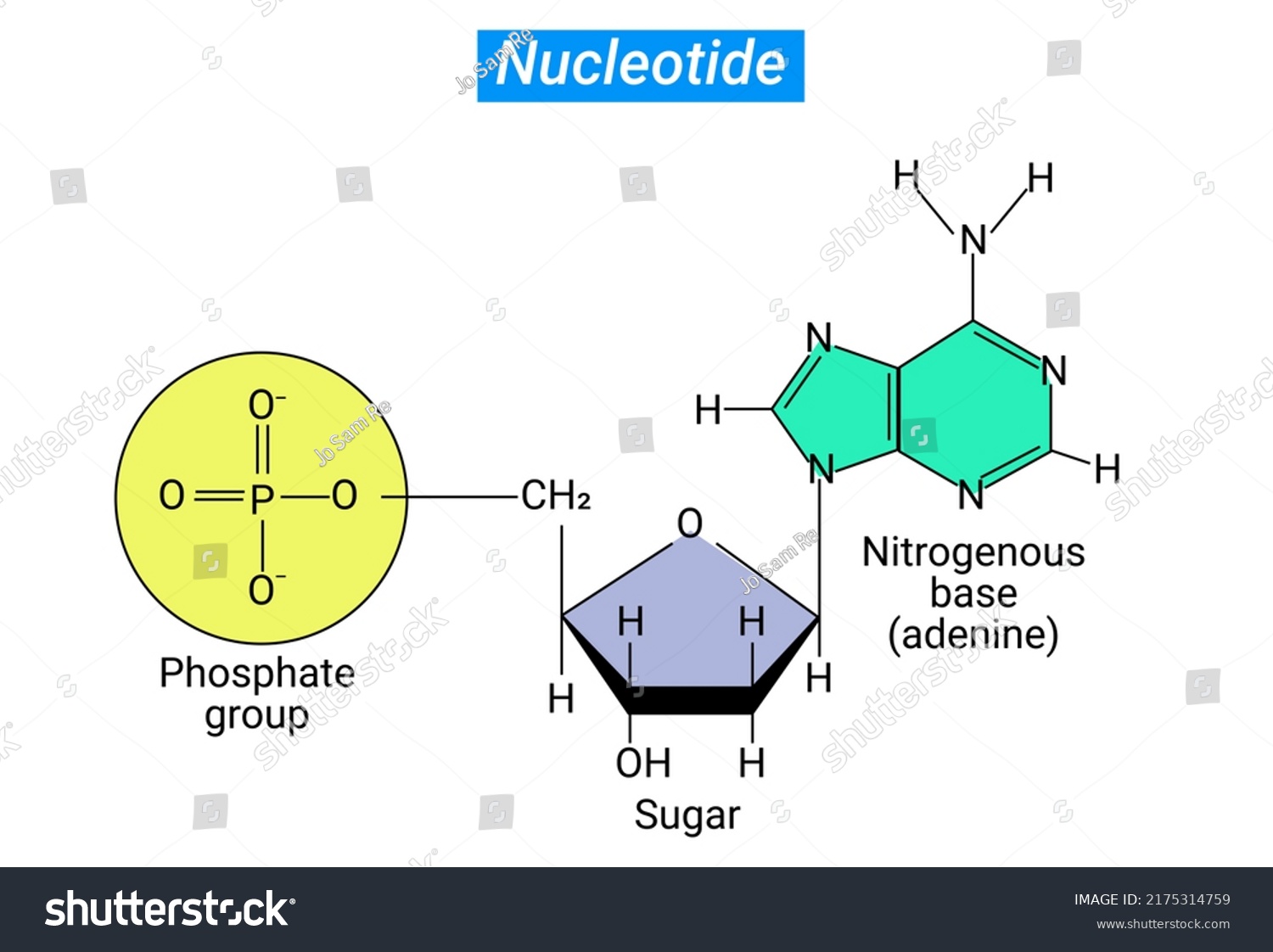 What Are The Three Parts Of A Nucleotide Albert Io 20 - vrogue.co