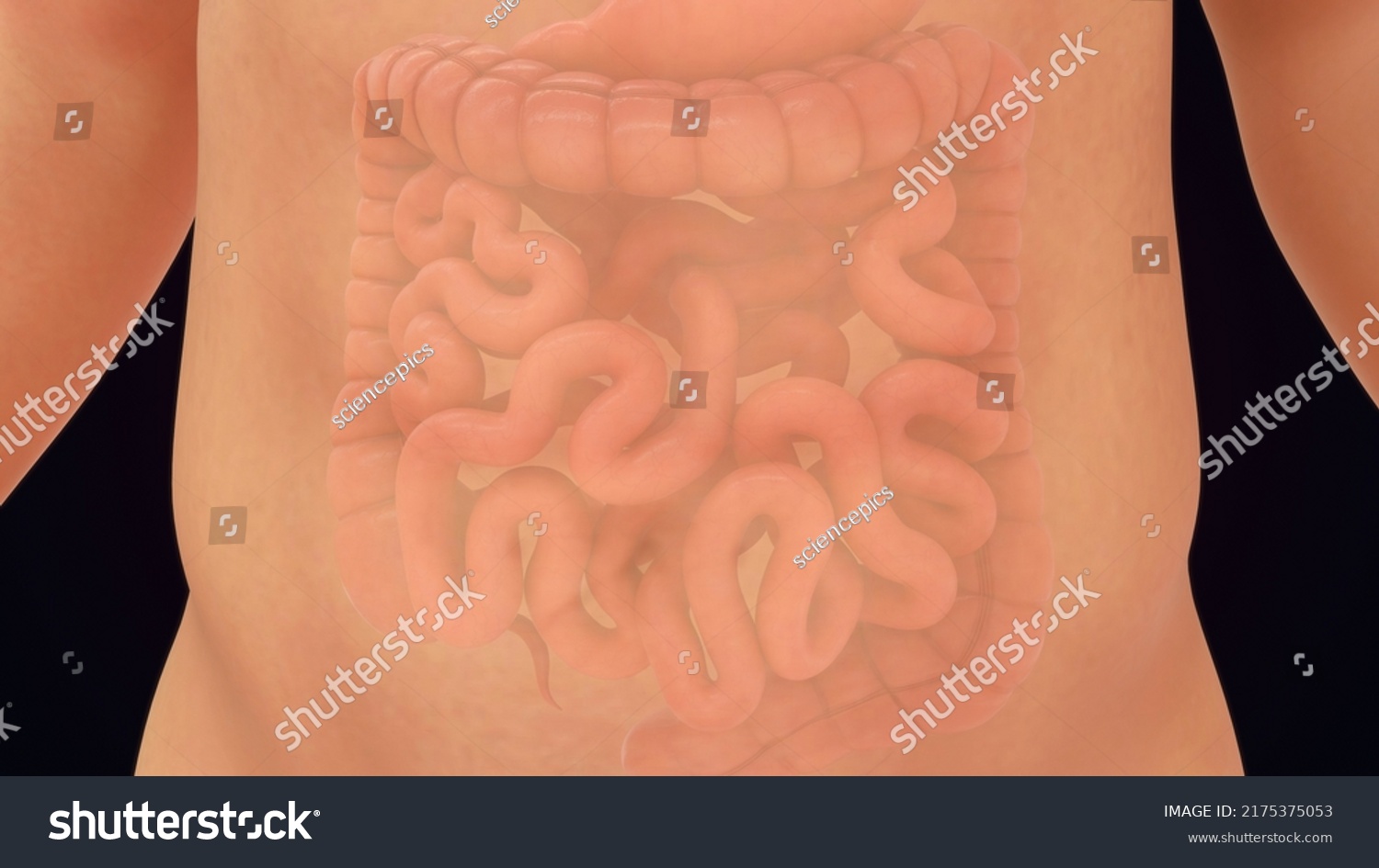 what is the length of small intestine in human body in meters