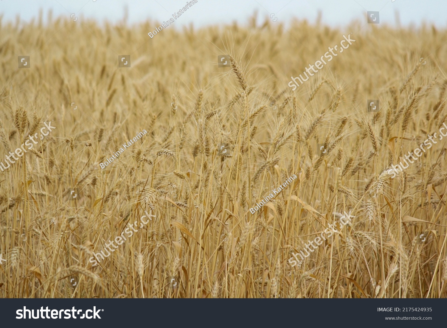 Wheat Field Sunny Weather Romania Cereal Stock Photo 2175424935 ...