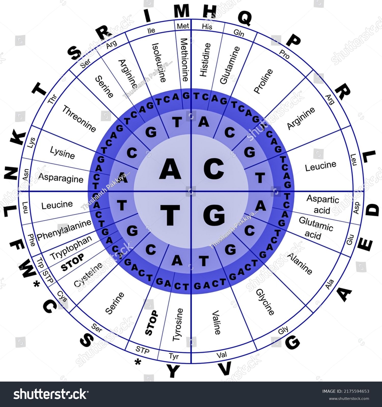 Amino Acid Sequence Chart Dna Codes Stock Illustration