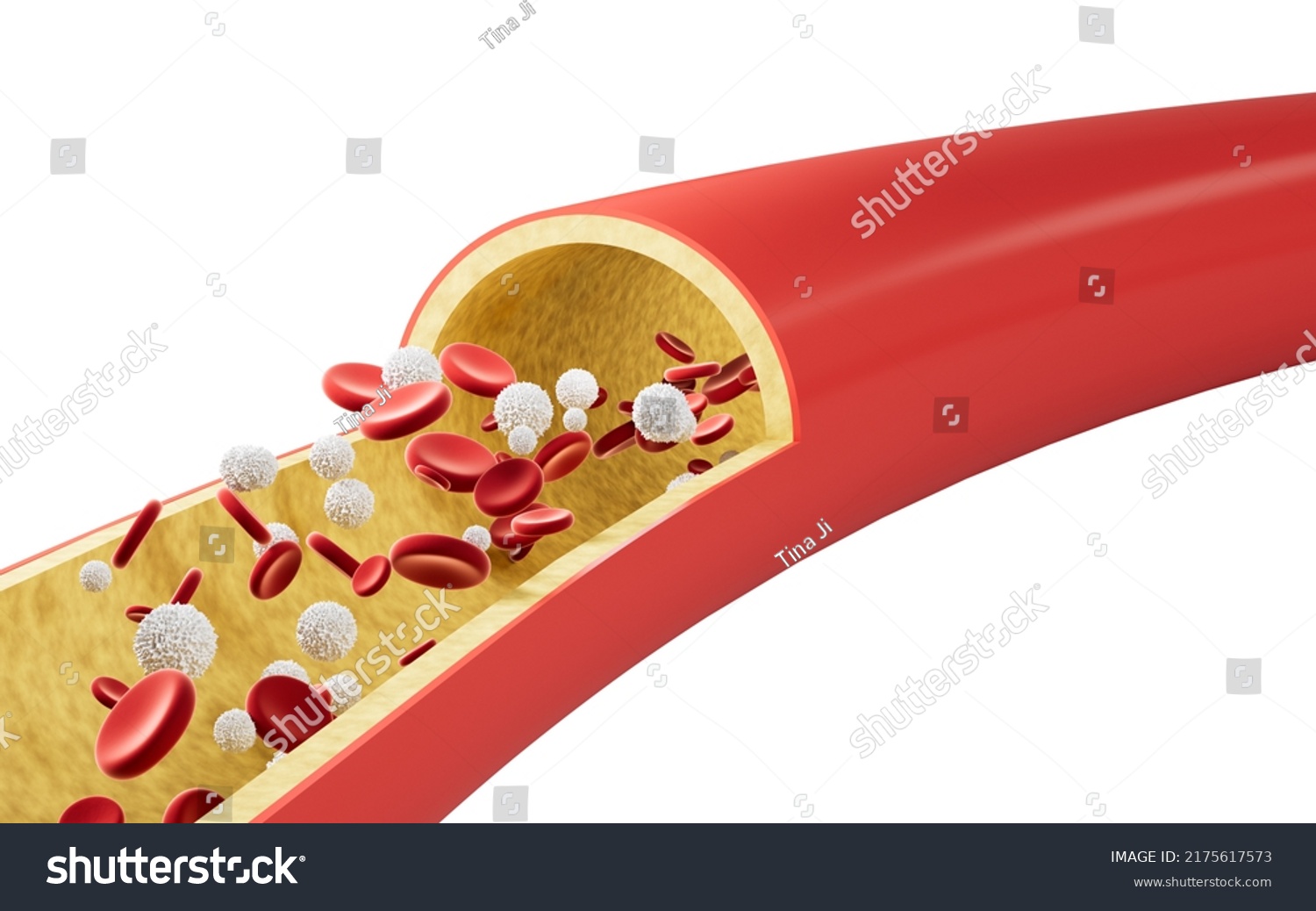 Red White Blood Cells Blood Vessels Stock Illustration 2175617573 ...