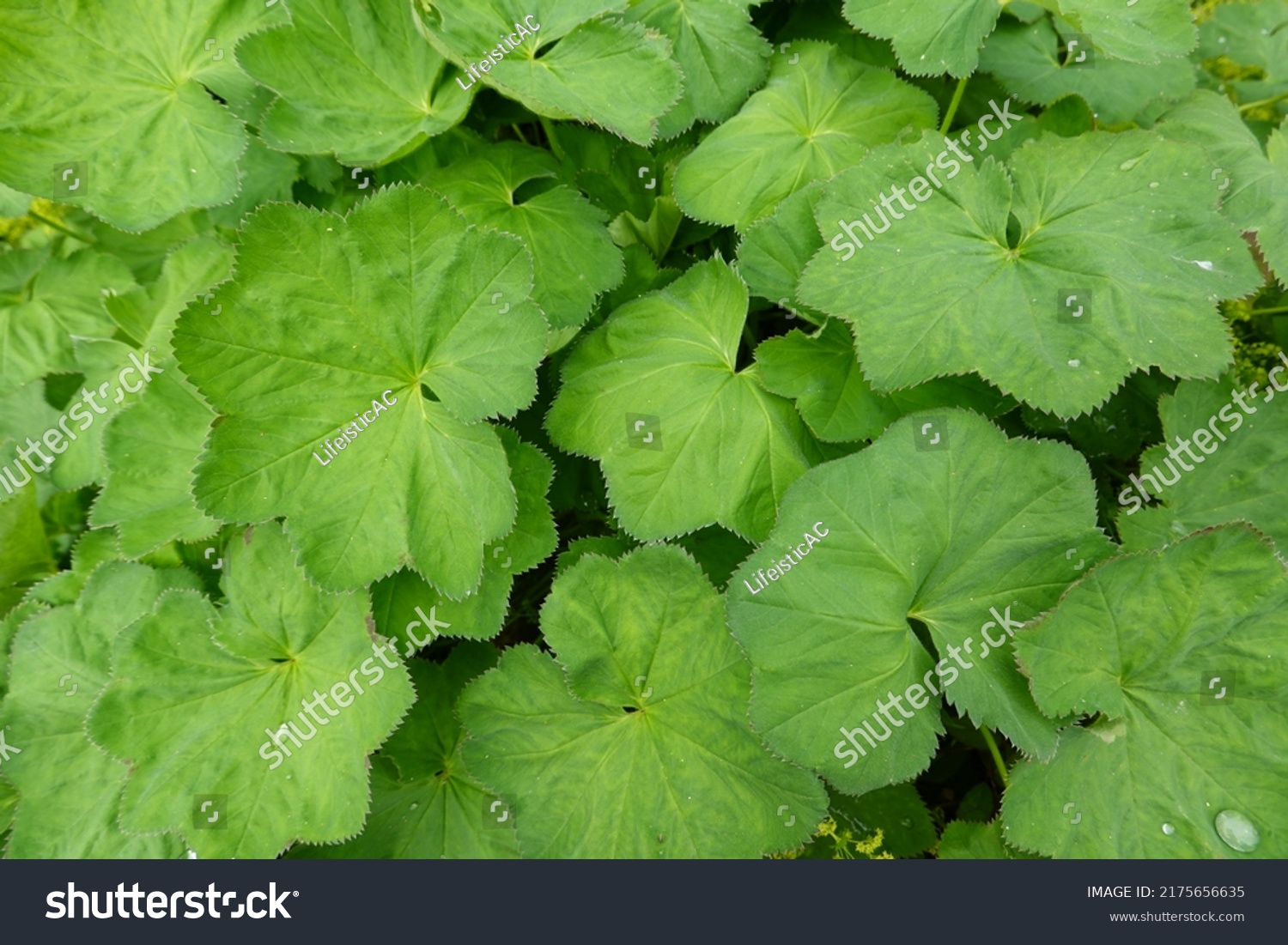 Ladys Mantle Alchemilla Mollis Alchemilla Vulgaris Stock Photo ...