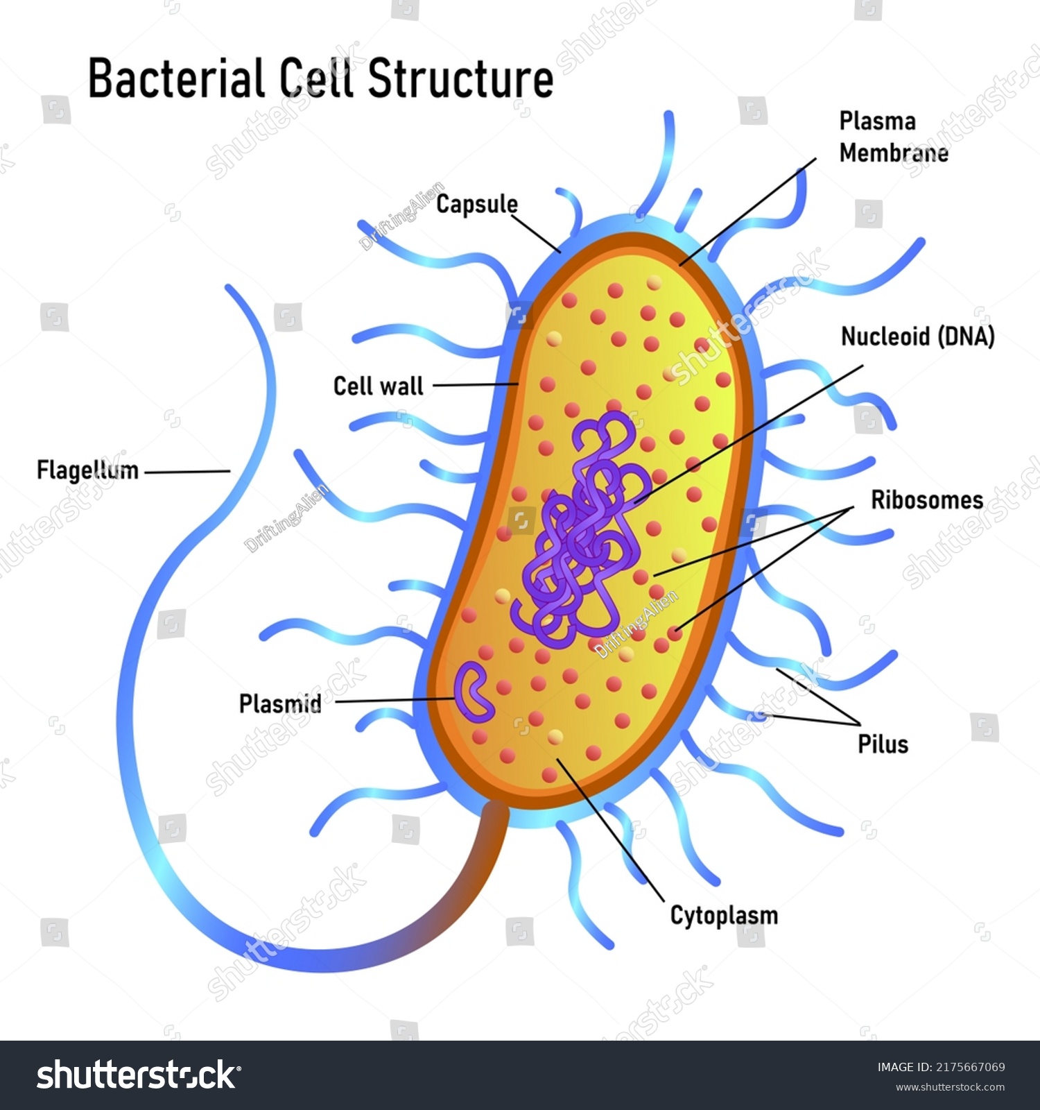 Bacterial Cell Anatomy Marking Structures On Stock Vector (Royalty Free ...
