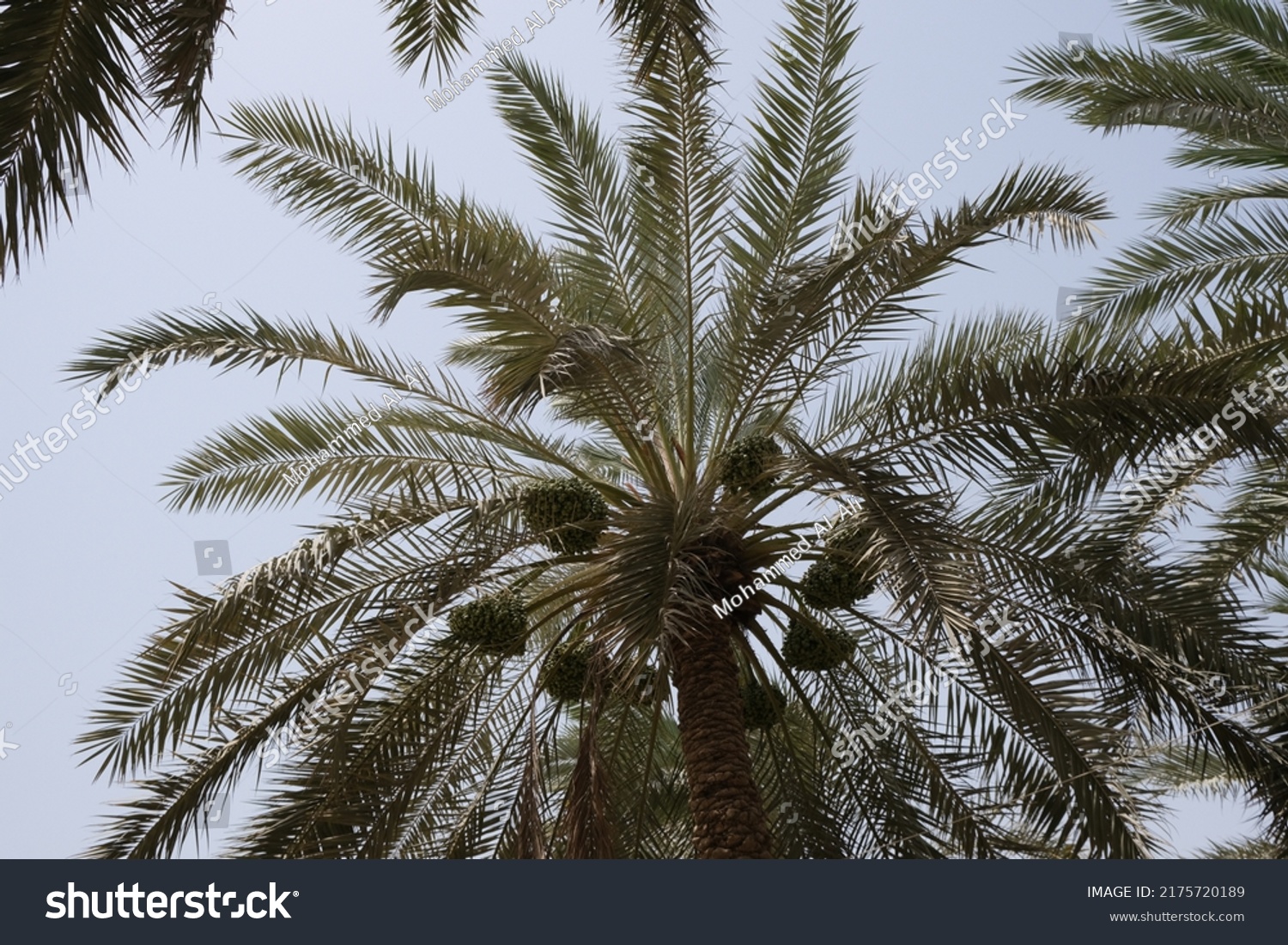 Photo Dates Palm Trees Basra City Stock Photo 2175720189 | Shutterstock