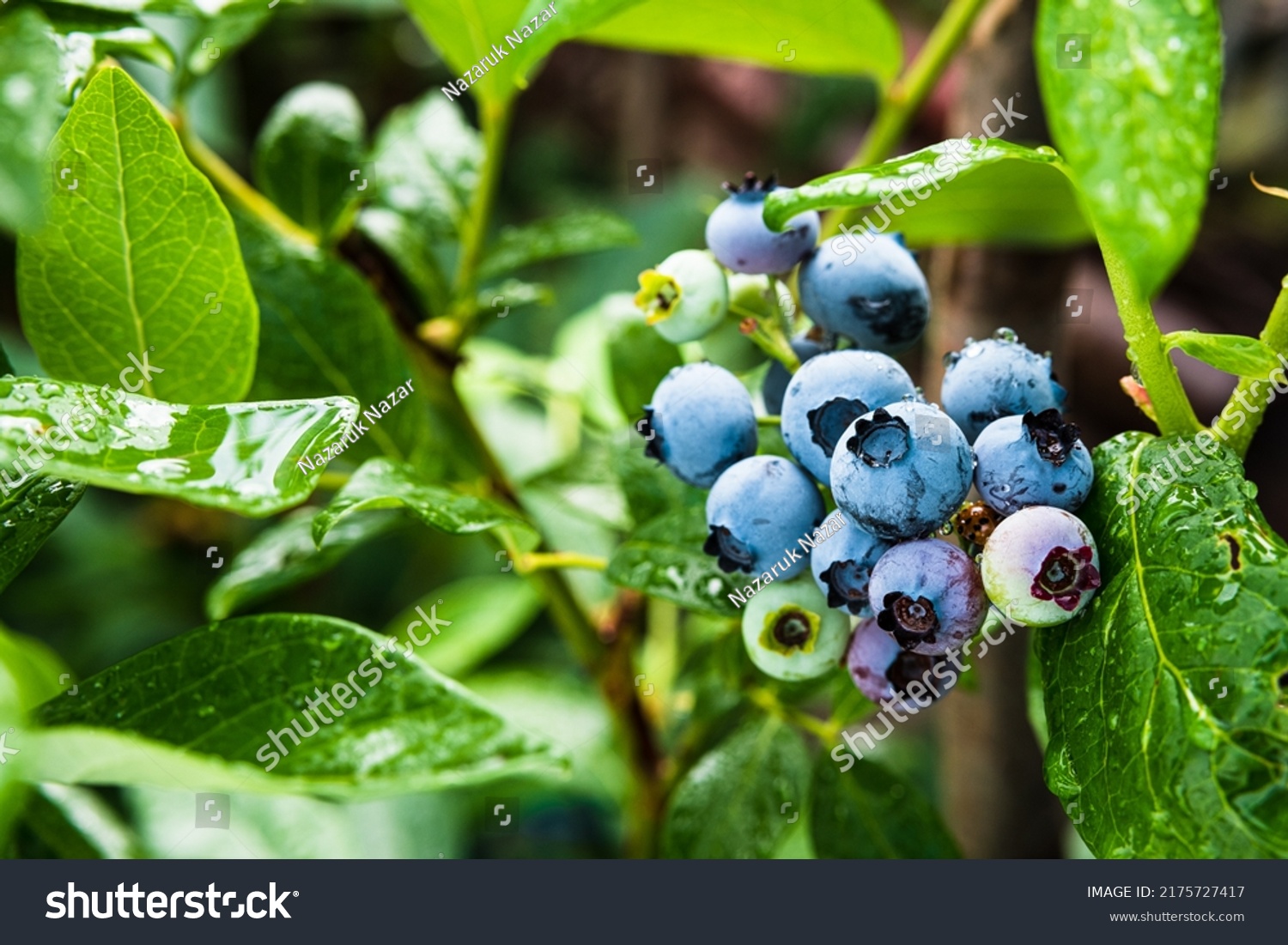 2,259 Swamp blueberry Images, Stock Photos & Vectors | Shutterstock