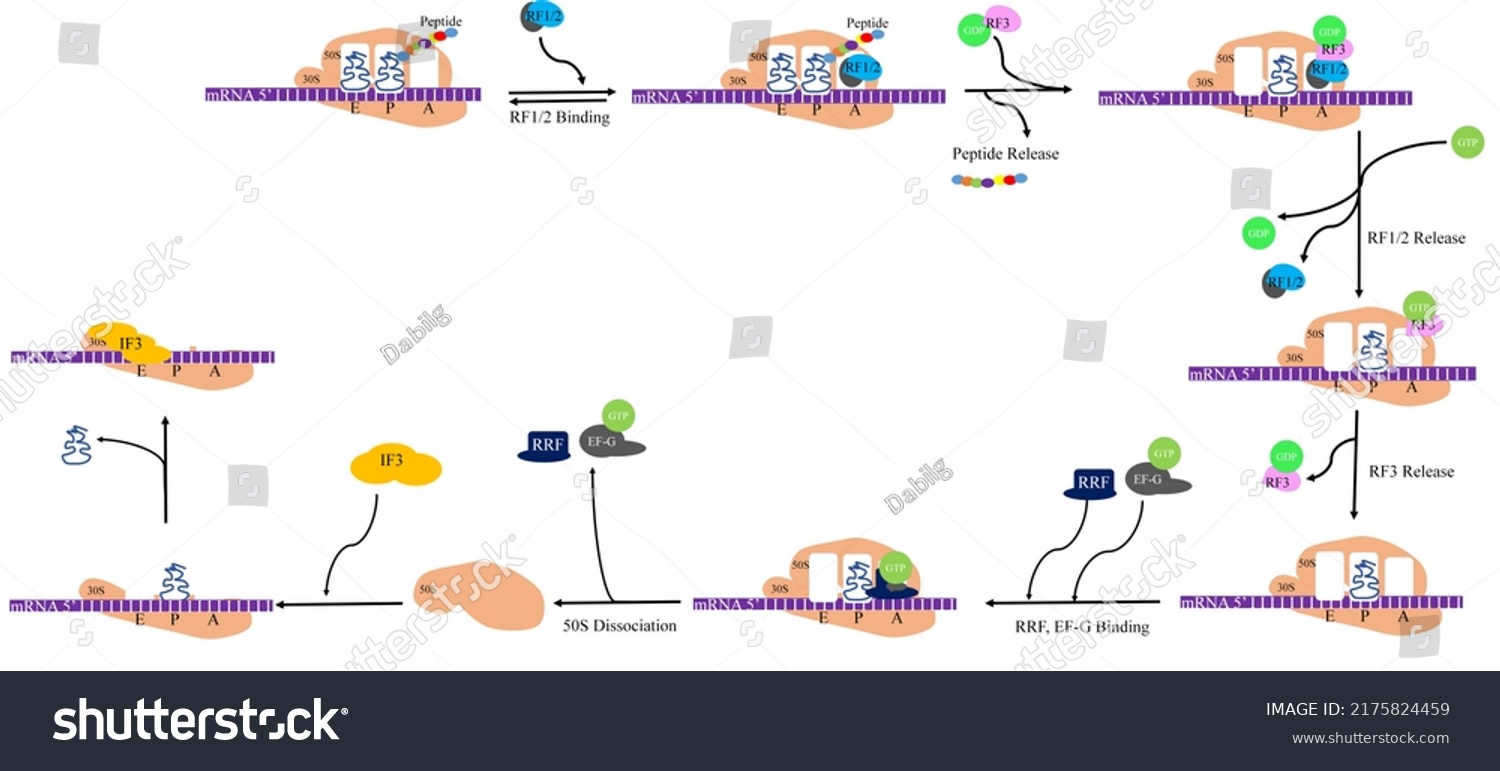 Schematic Illustration Prokaryotic Translation Termination Stock ...