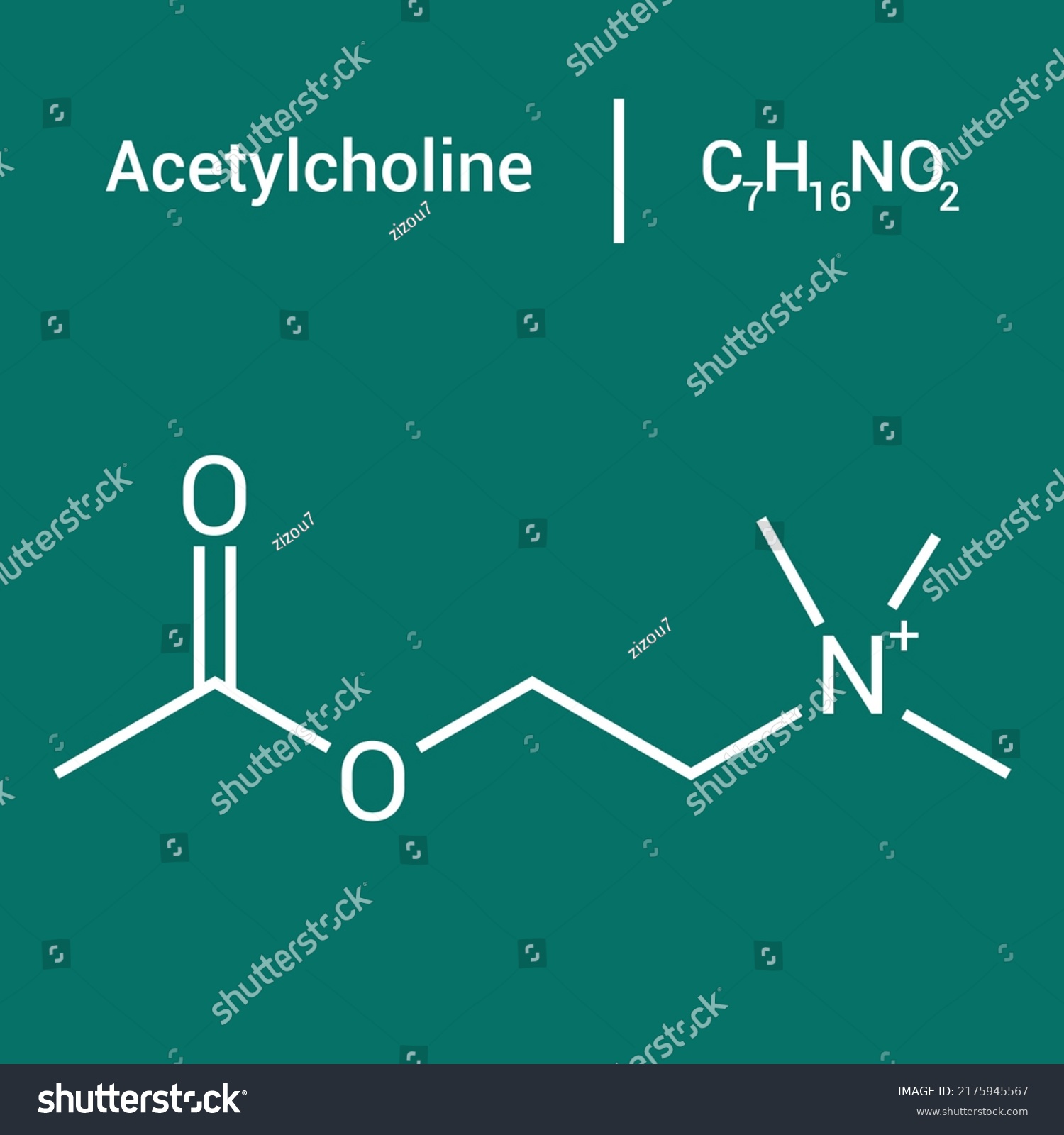 Chemical Structure Acetylcholine C7h16no2 Stock Vector Royalty Free 2175945567 Shutterstock 5119