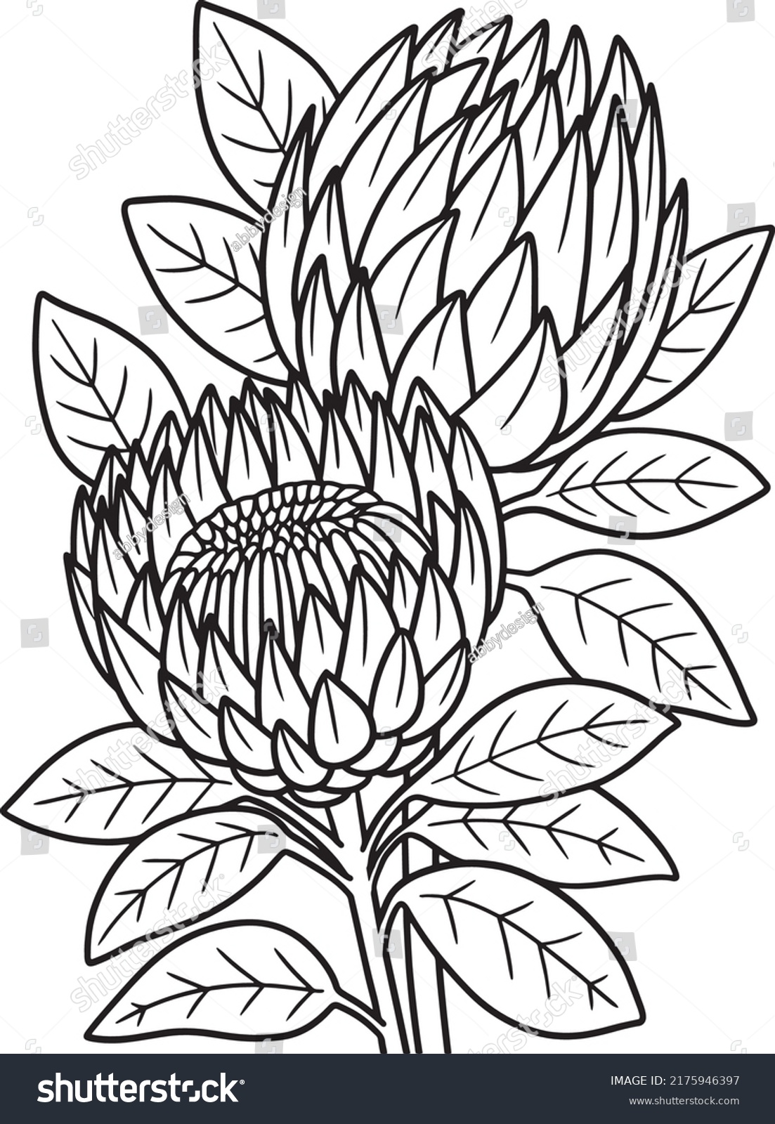 Proteas Flower Coloring Page Adults Stock Vector (Royalty Free ...