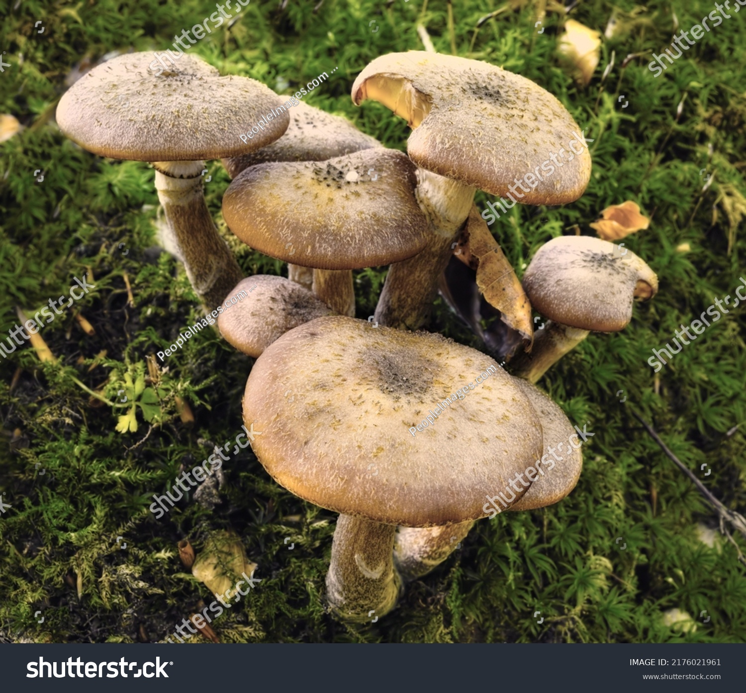 Common Species Mushrooms Growing Green Grass Stock Photo 2176021961