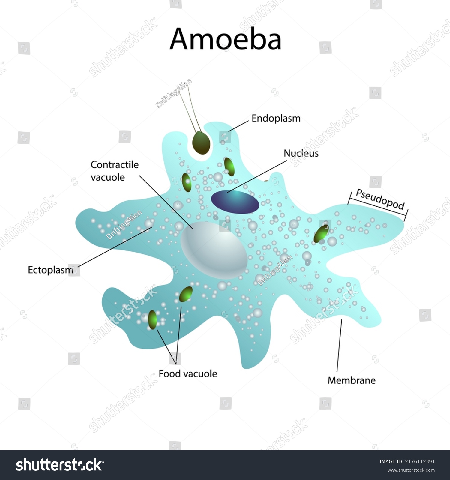 Structure Amoeba Illustration Contractile Vacuole Pseudopodia Stock ...