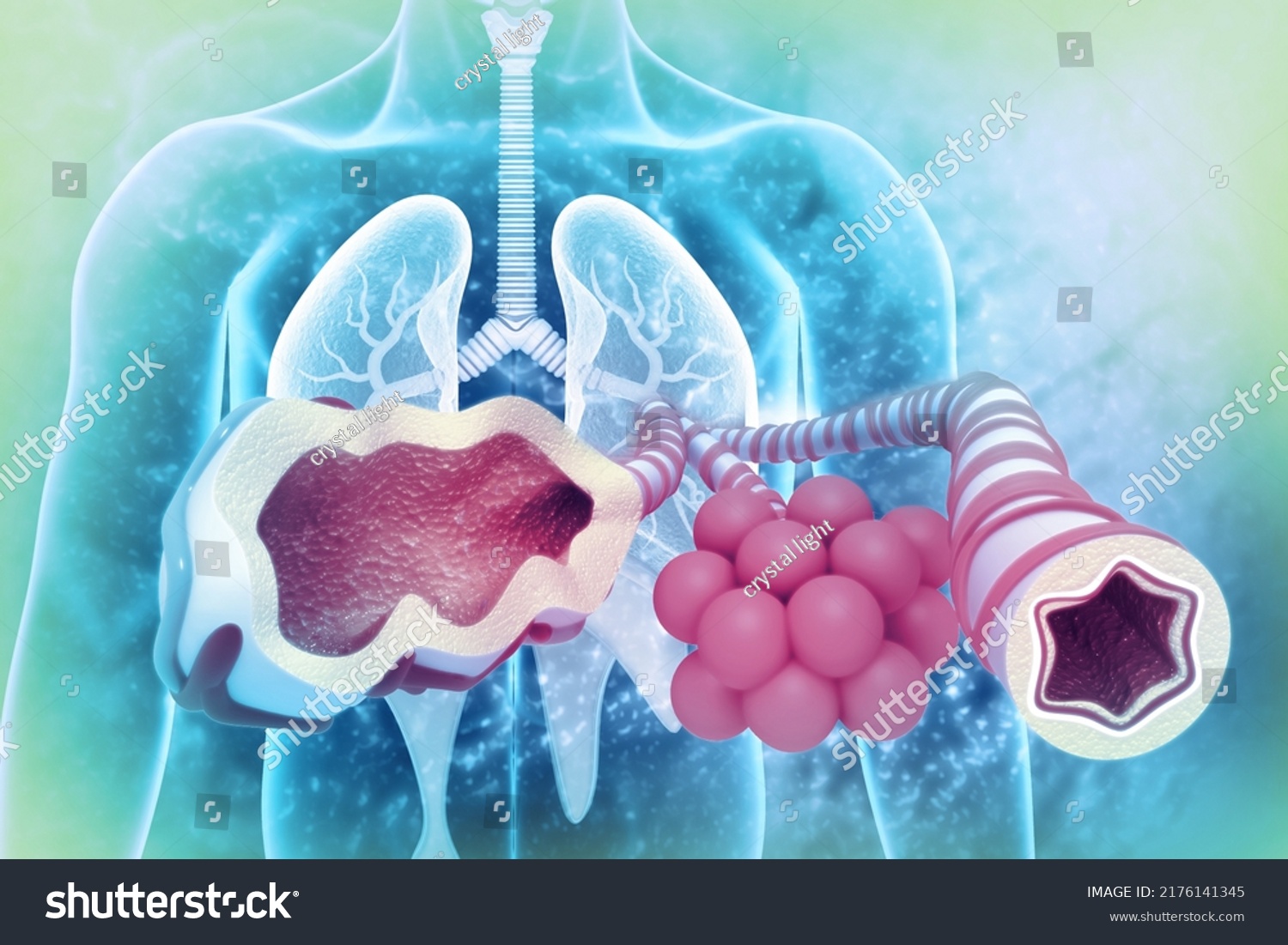 Alveoli Lungs Cross Section 3d Illustration Stock Illustration ...