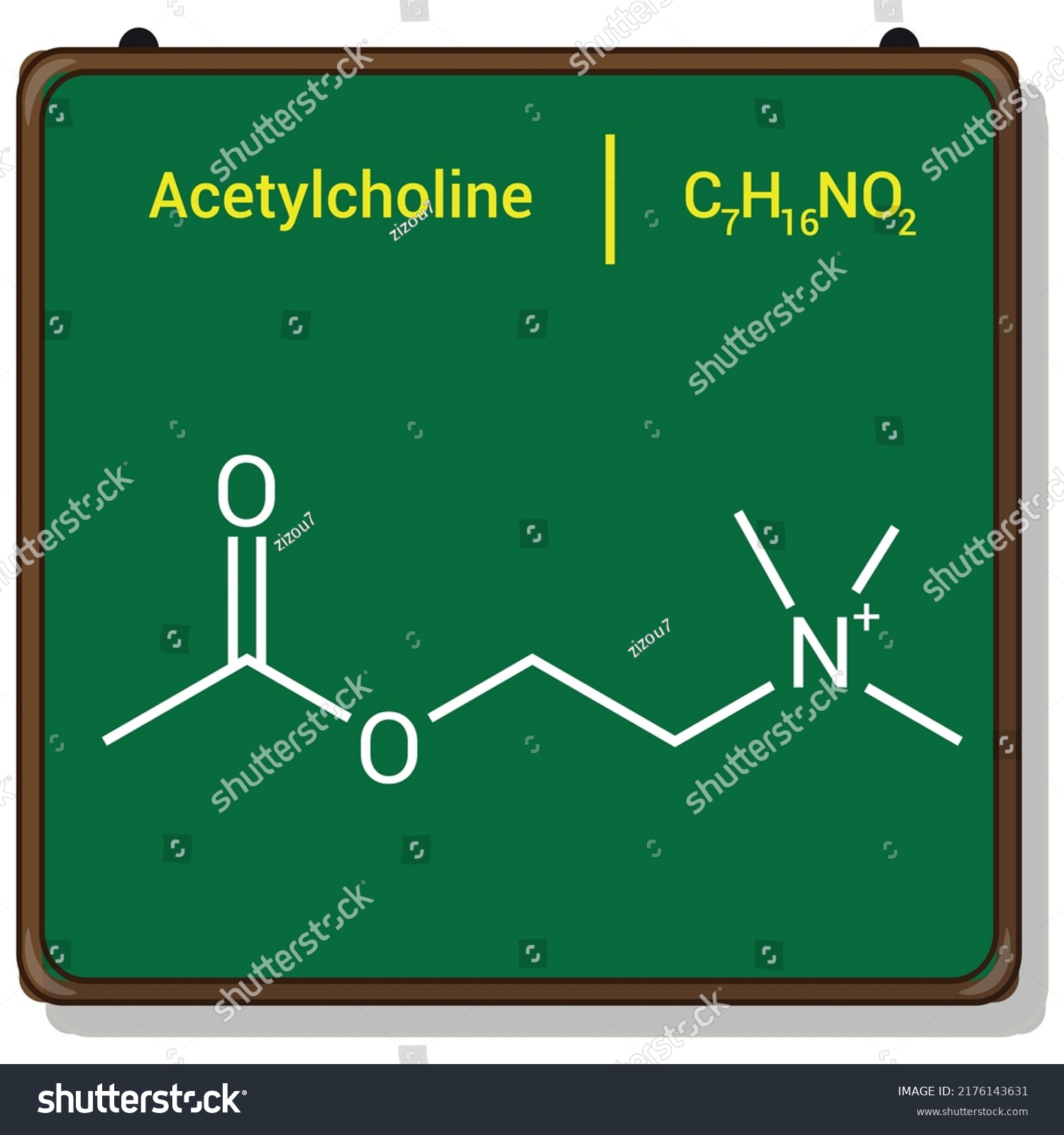 Chemical Structure Acetylcholine C7h16no2 Stock Vector Royalty Free 2176143631 Shutterstock 8215