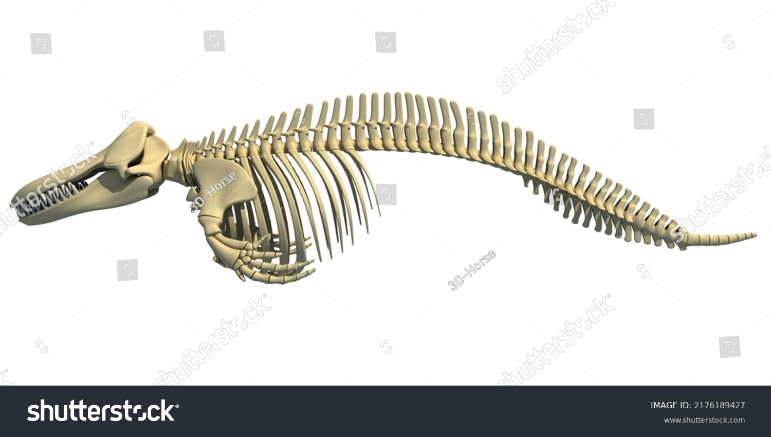 Killer Whale Orca Skeleton 3d Rendering Stock Illustration 2176189427 ...