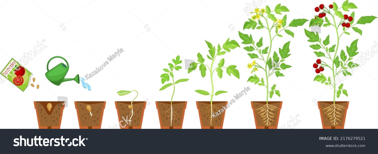 Life Cycle Tomato Plant Growth Stages Stock Vector (Royalty Free ...